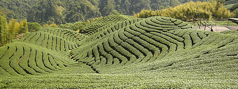 Tea fields